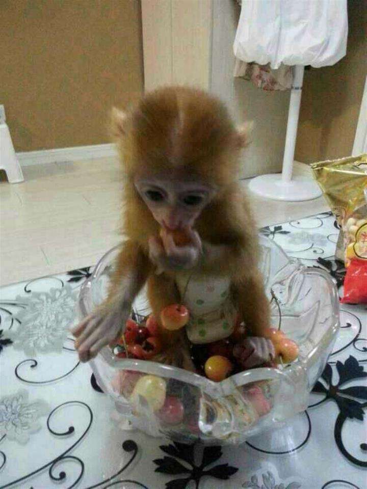 澳大利亚结婚证哪里可以做假的